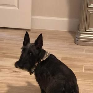 Meet your Posher, Joyce